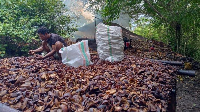 Petani Kelapa Minta Pemerintah Menjelaskan Penyebab Turunnya Harga Kopra Maluku Utara
